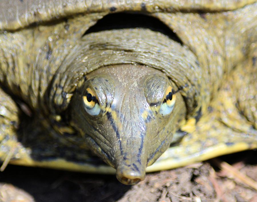 Eye Liner Turtle 8494 Photograph by Bonfire Photography - Fine Art America