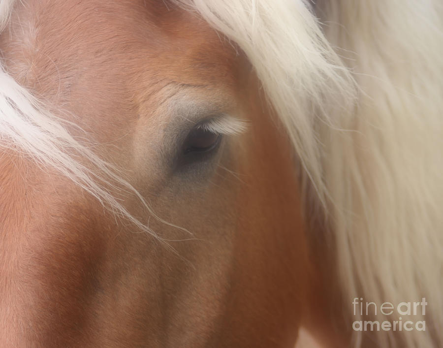 Eye Of A Belgian Horse Photograph by Smilin Eyes Treasures