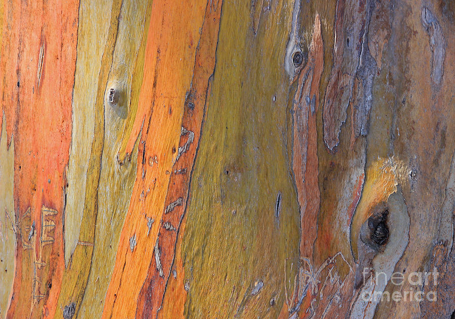Abstract Photograph - Eye of A Eucalyptus by Kris Hiemstra