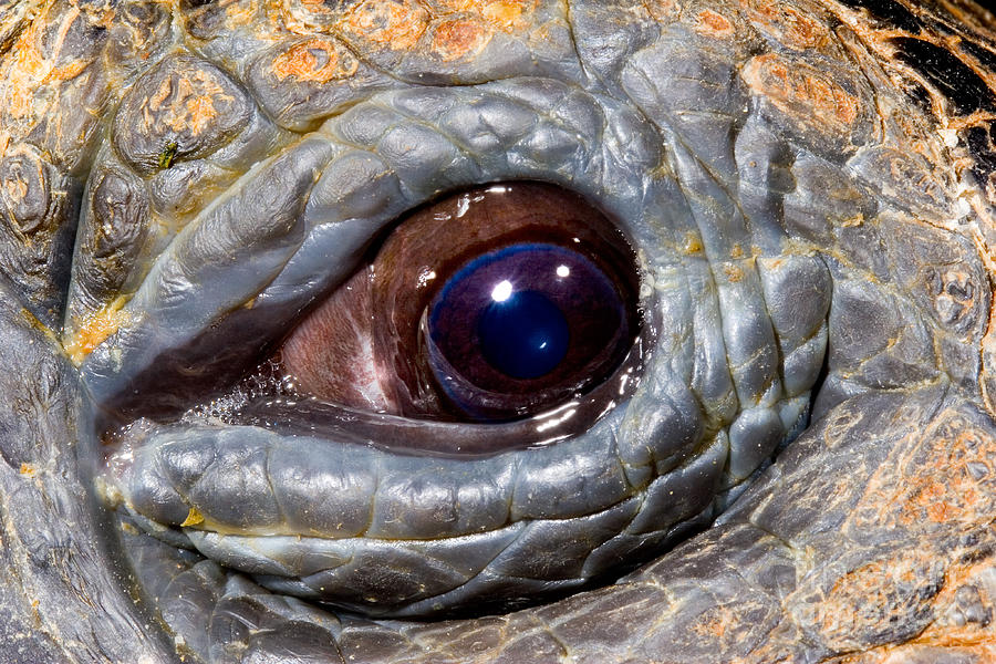 Eye Of A Galapagos Tortoise Photograph by Gregory G. Dimijian