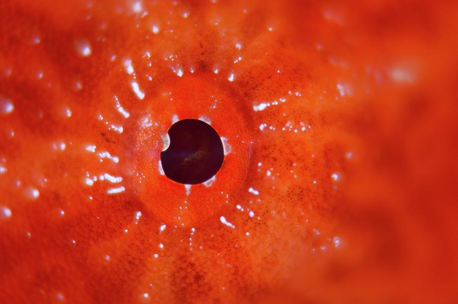 Eye Of A Giant Frogfish Photograph by Science Photo Library Eye Of A Giant Frogfish Photograph by Science Photo Library