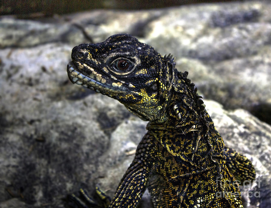 Eye of a Lizard Photograph by Steven Parker