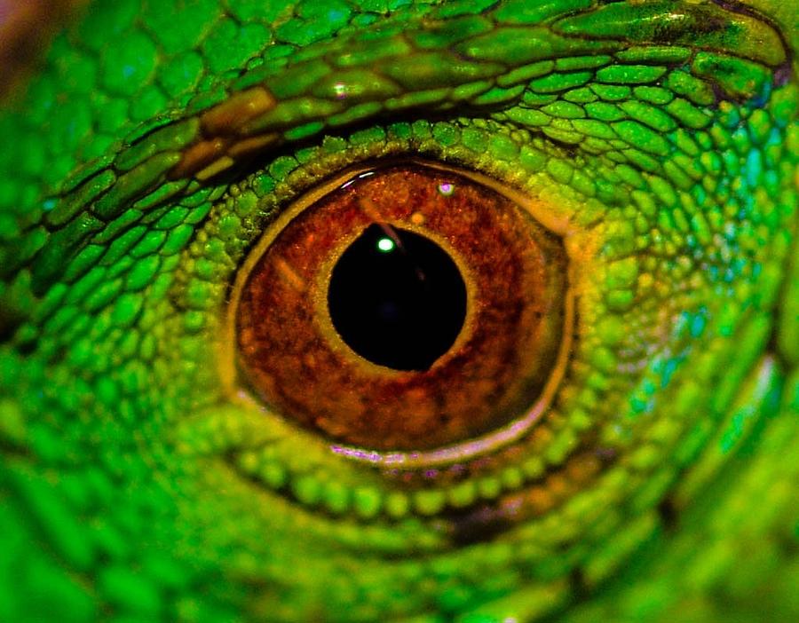 Eye of a monster Photograph by Gerald Kloss