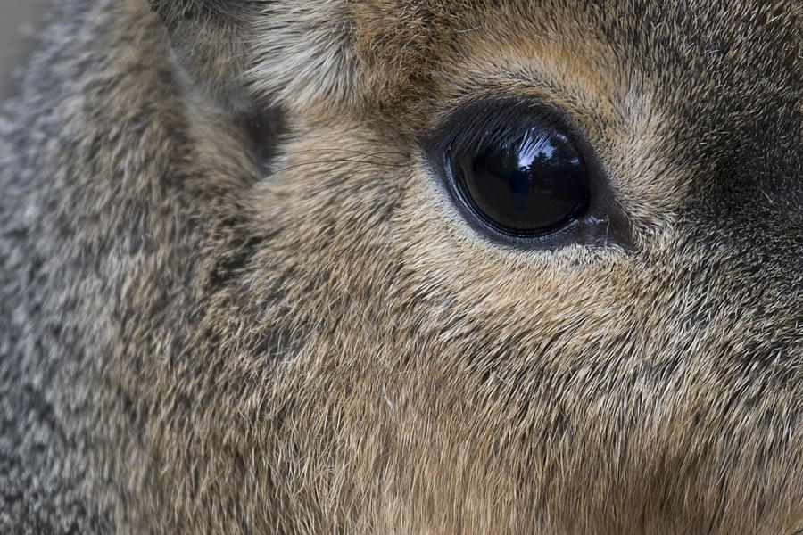 Eye of a Patagonian cavy in a zoo in the Netherlands Photograph by ...