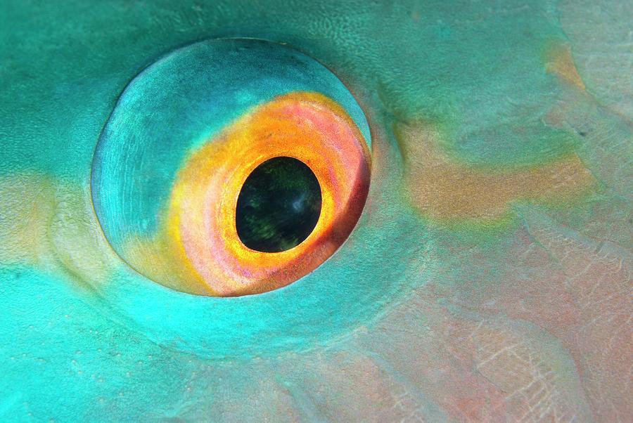 Abstract Photograph - Eye Of A Redlip Parrotfish by Scubazoo