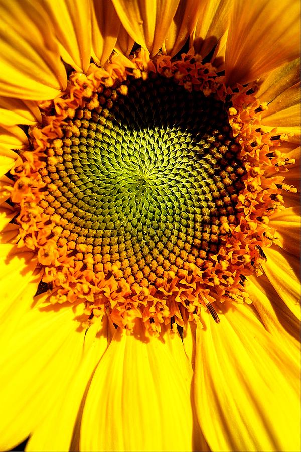 Eye Of A Sunflower Photograph by David Matthews