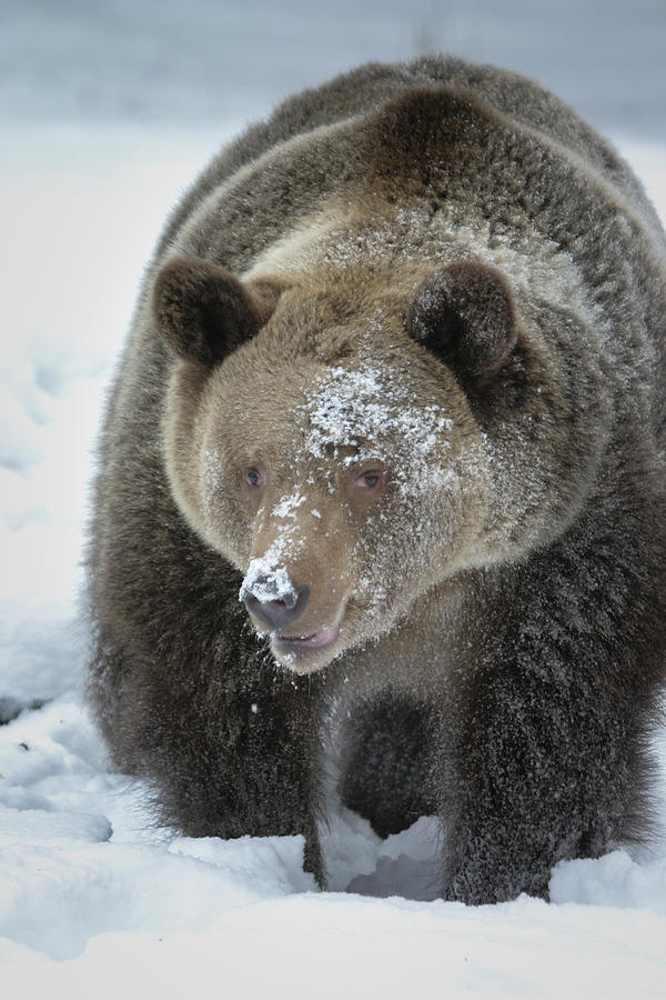 Eye of Grizzly Photograph by Diane Bohna