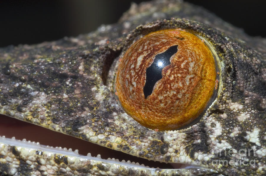 Eye Of Henkels Leaftailed Gecko Photograph by Greg Dimijian