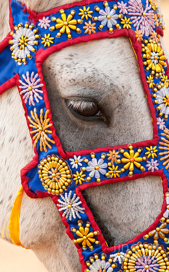 Eye Of Horse  Photograph by Rick Piper Photography