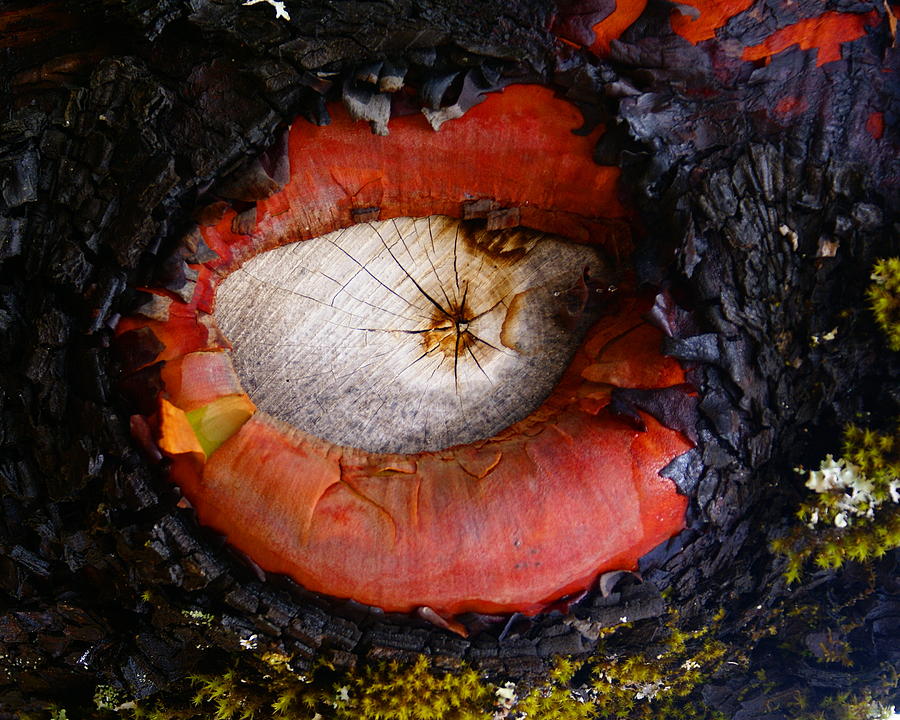 Nature Photograph - Eye of Madrone by Ben Upham III