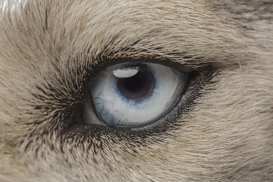 Eye of Siberian Husky Photograph by Vladimir Godnik