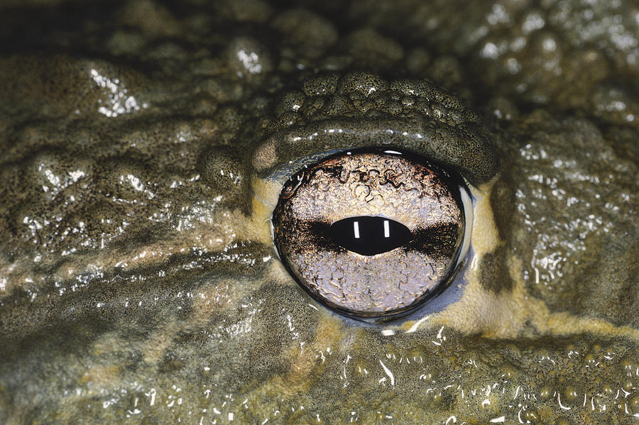 Eye Of The African Bullfrog Photograph by Karl H. Switak