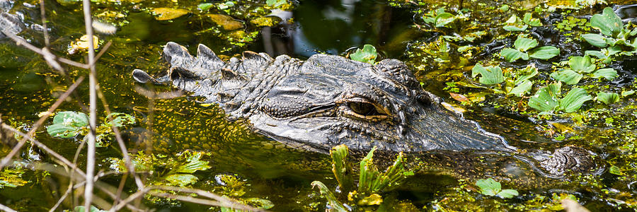 Eye of the Alligator Photograph by Ed Gleichman