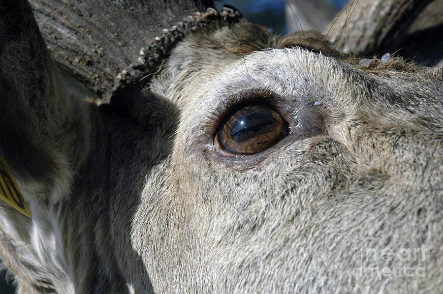 Eye Of The Beast Photograph By Andre Paquin 