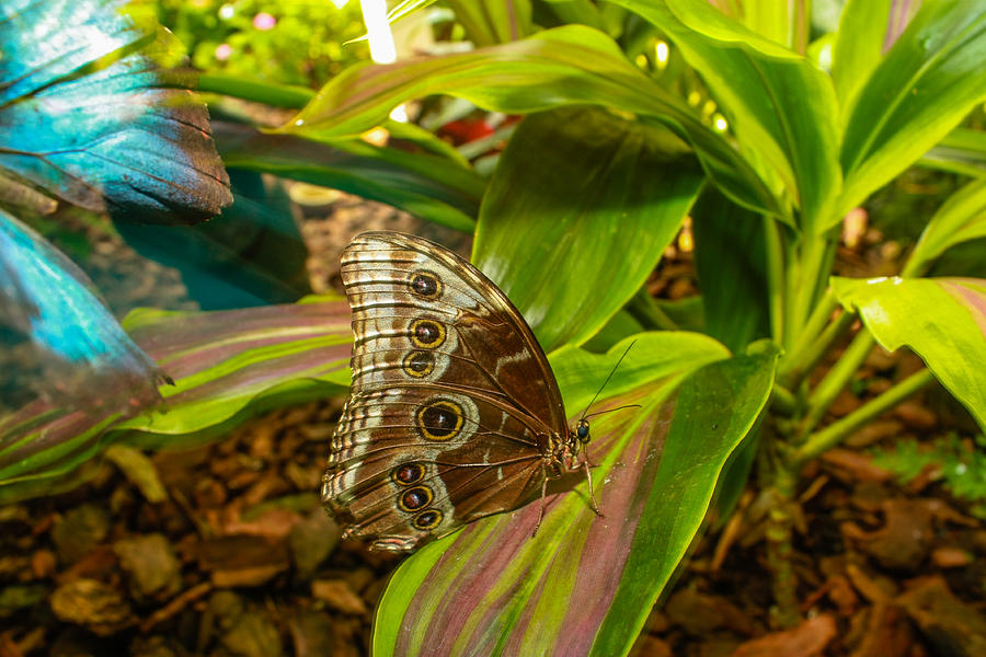 Eye of the Butterfly Photograph by Robert Hebert