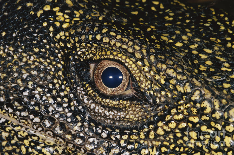 Nature Photograph - Eye Of The Crocodile Monitor Lizard by Gregory G Dimijian MD