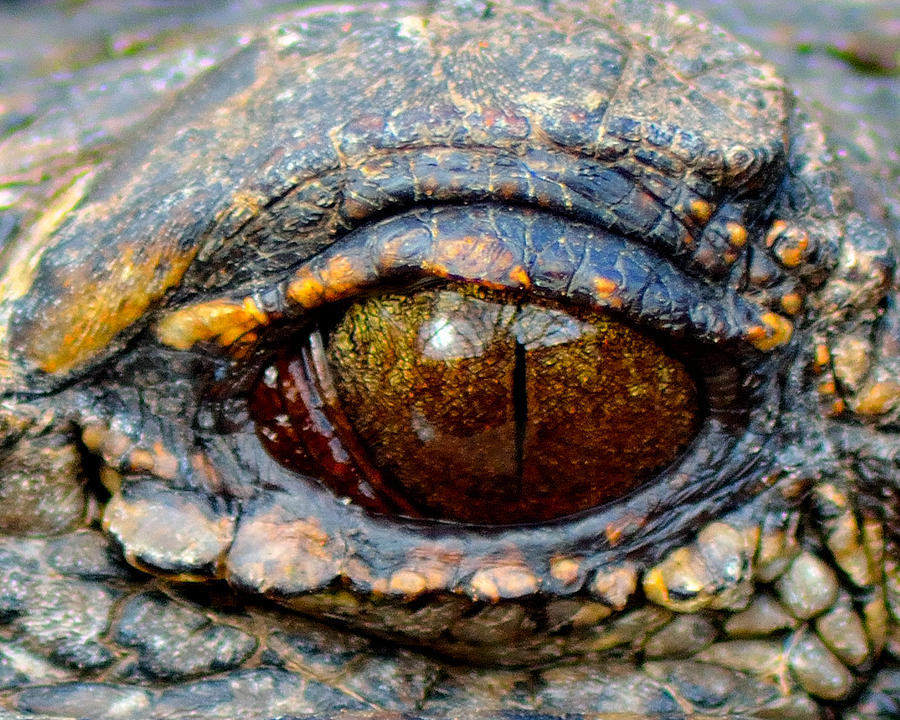 Alligator Photograph - Eye of the Dragon by Shannon Harrington