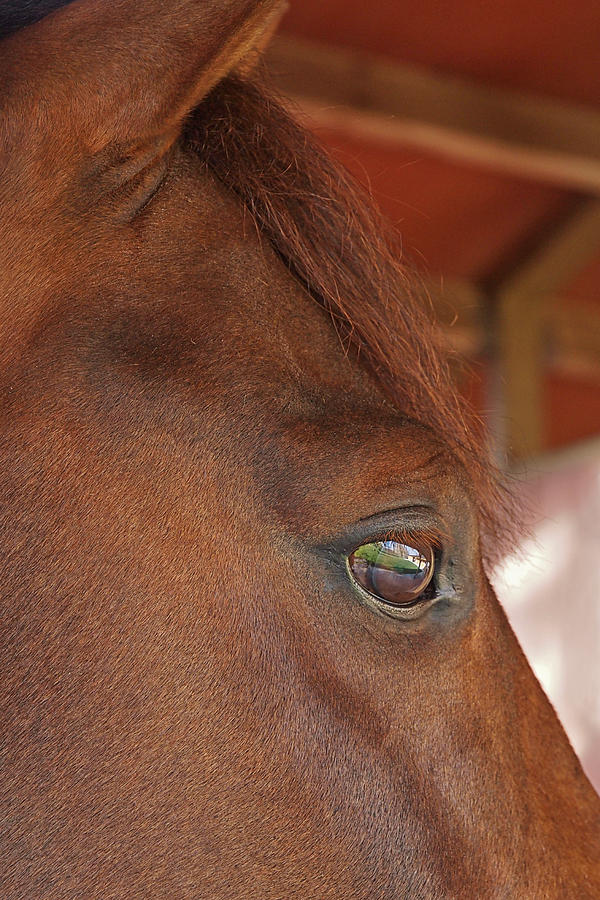 Eye Of The Dreamer - Purebred Pony Photograph by Gill Billington