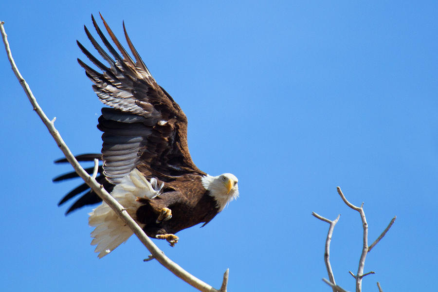 Eye of the Eagle Photograph by Jim Garrison