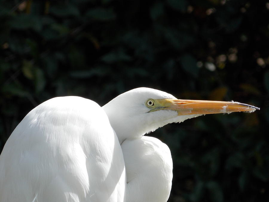 Egret Photograph - Eye of the Egret  by Vicki Lomay 