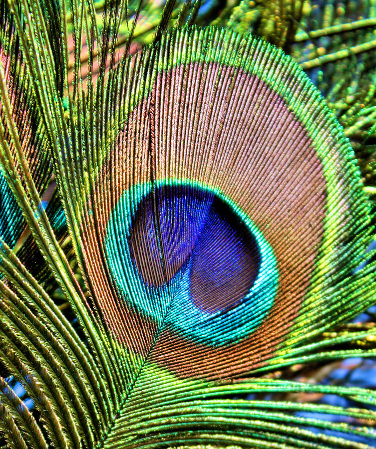 Eye of the Feather Photograph by Kristin Elmquist