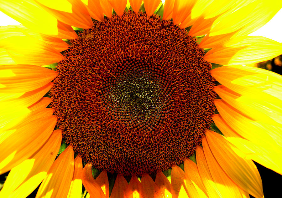Eye of the Flower 4 Photograph by Lyle Crump