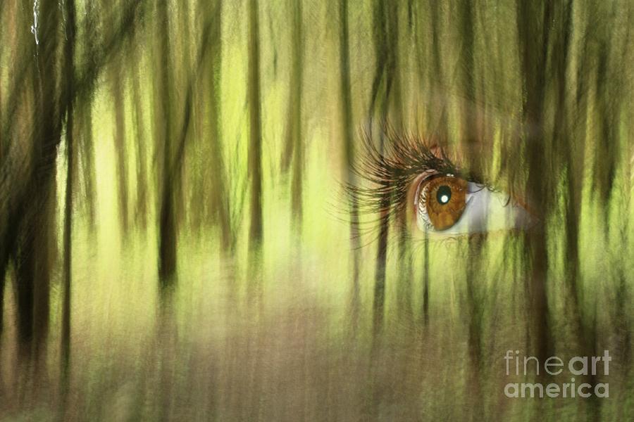Abstract Photograph - Eye of the Forest  by Inspired Nature Photography Fine Art Photography