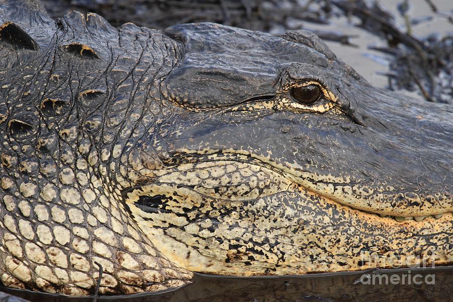 Everglades National Park Photograph - Eye Of The Gator by Adam Jewell
