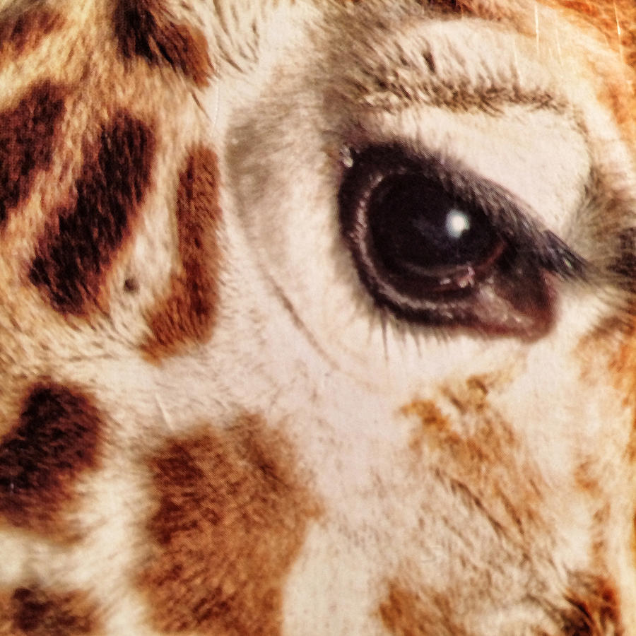 Eye of the Giraffe Photograph by Patricia Januszkiewicz