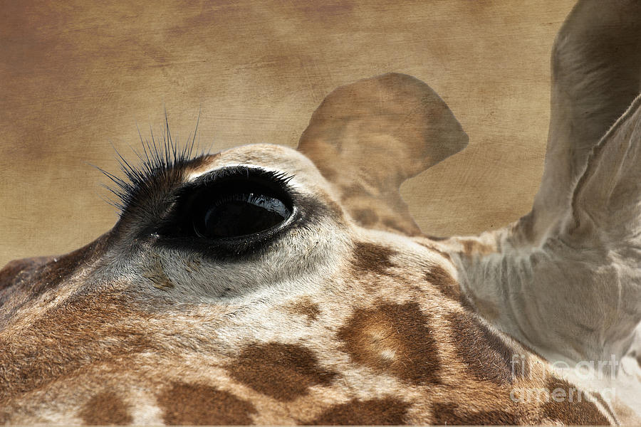 Eye of the Giraffe Photograph by Terri Waters