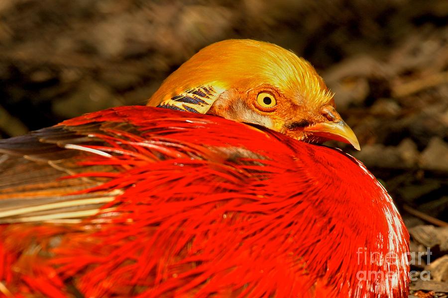 Eye Of The Golden Pheasant Photograph by Adam Jewell