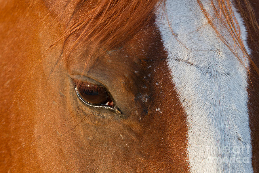 Horse Photograph - Eye Of The Horse by Ashley M Conger