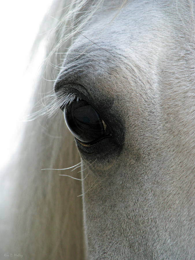 Eye of the horse Photograph by Kim Mobley