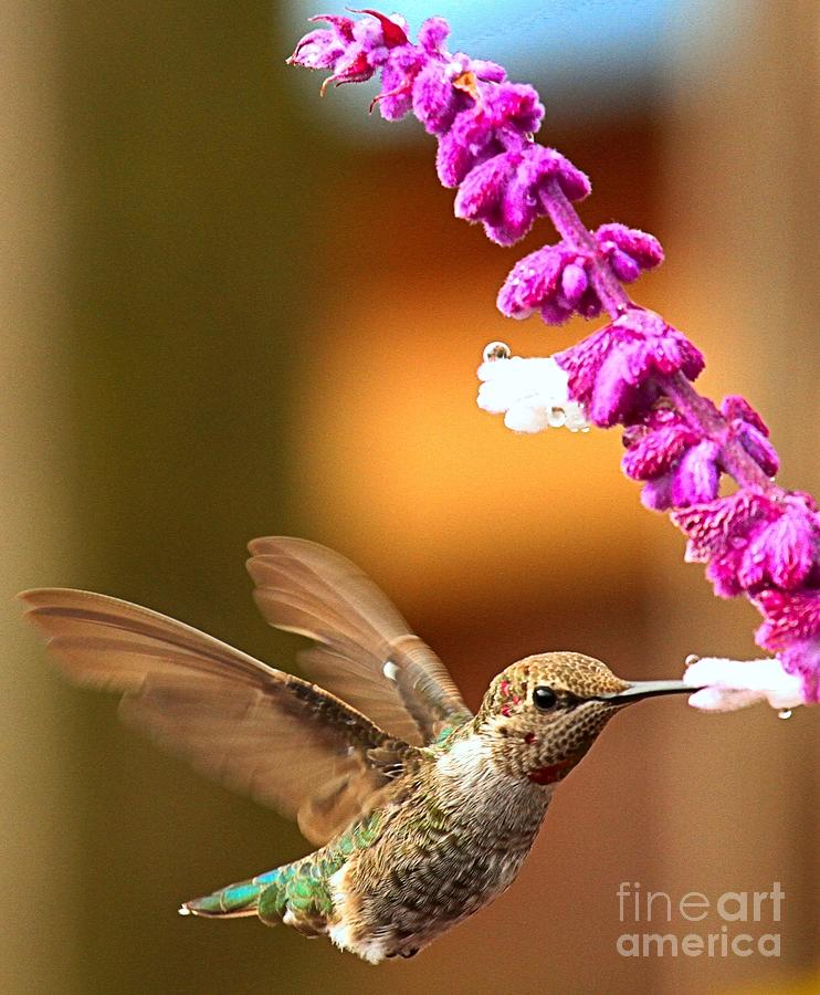 Eye Of The Hummingbird Photograph by Adam Jewell