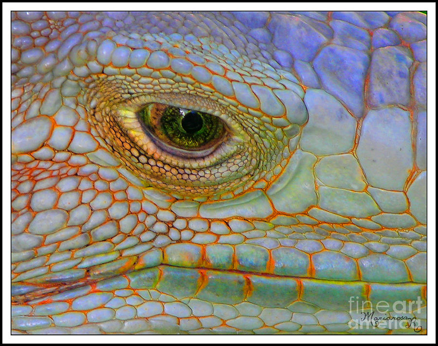 Eye of the Iguana Photograph by Mariarosa Rockefeller