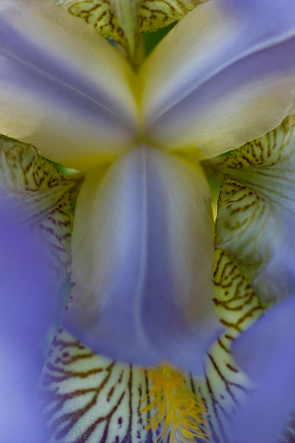 Eye of the Iris Photograph by Penny Meyers