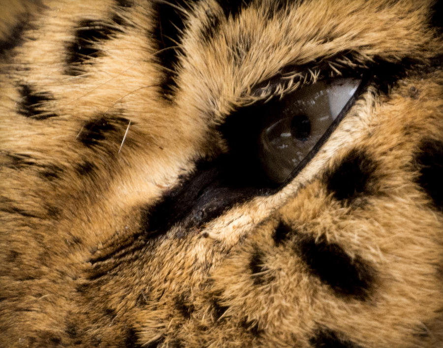 Eye Of The Leopard Photograph