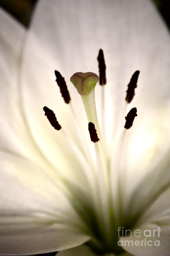 Eye of the Lily Photograph by Deb Halloran