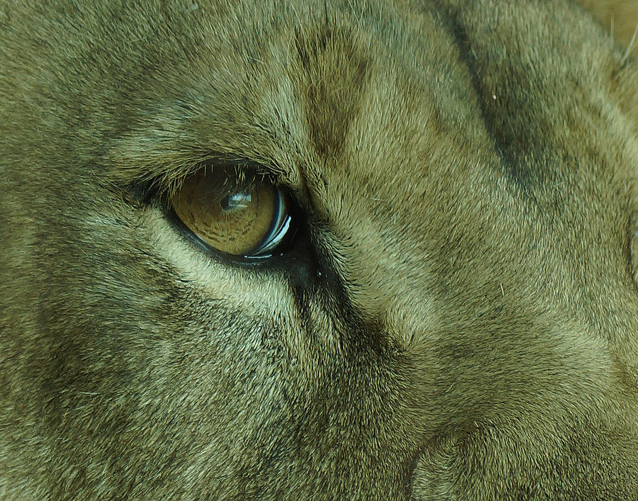 Eye of the Lion Photograph by Ernest Echols