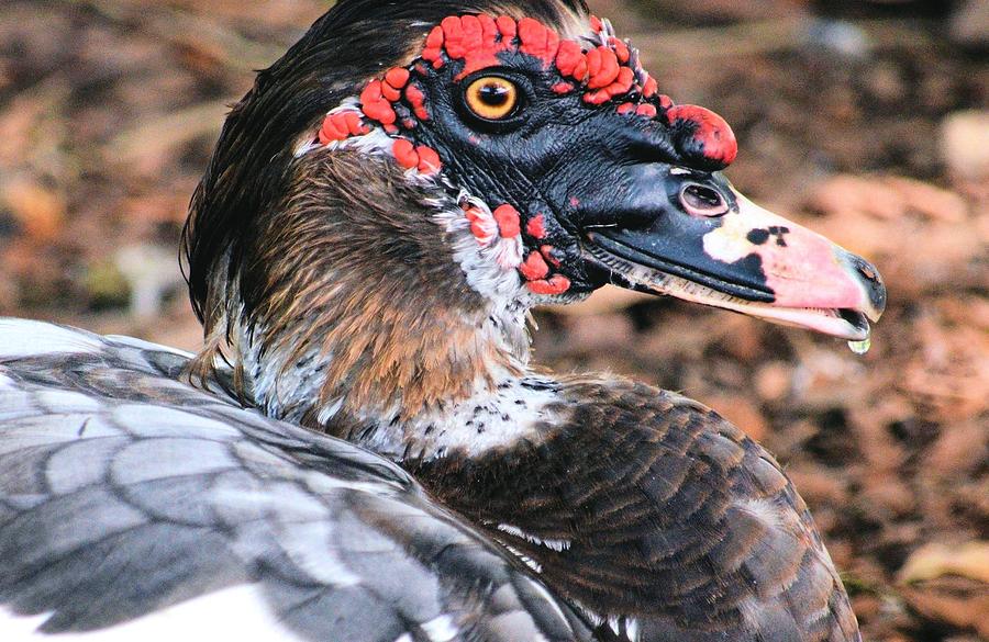 Eye of the Muscovy Duck Photograph by Maria Urso
