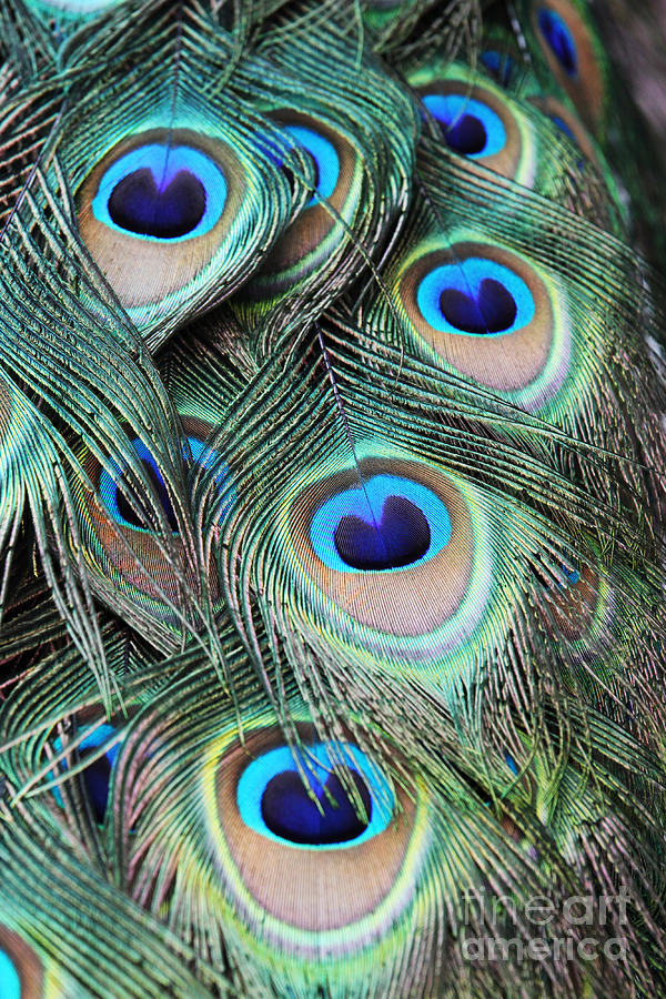 Eye Of The Peacock #2 Photograph by Judy Whitton