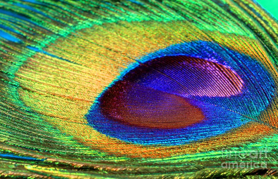 Eye of the Peacock 2 Photograph by Pattie Calfy