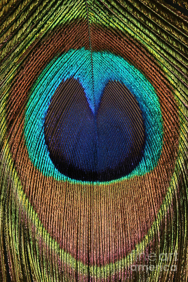 Eye Of The Peacock 6 Photograph By Judy Whitton 0196