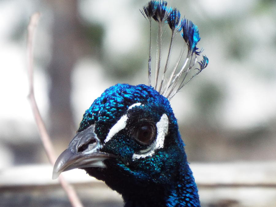 Eye of the Peacock Photograph by Caryl J Bohn