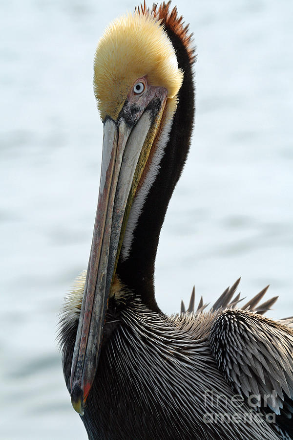 Eye of the Pelican Photograph by Bob Hislop