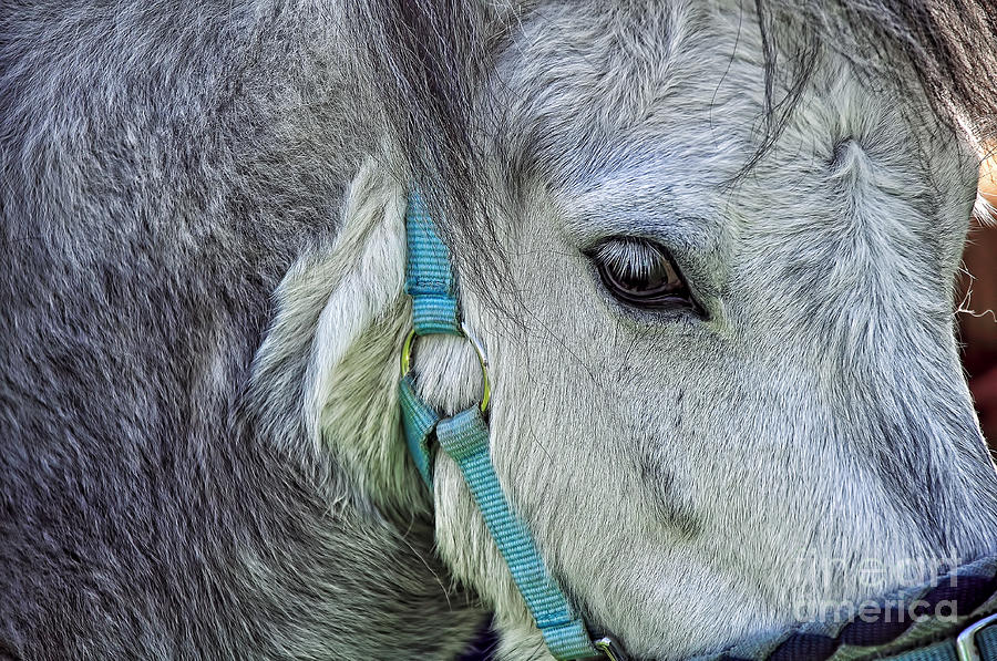 Animal Photograph - Eye of the Pony by Kaye Menner