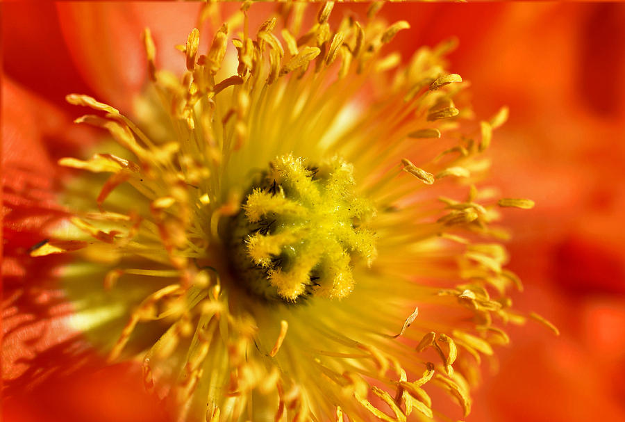 Eye of the Poppy Photograph by Deb Halloran