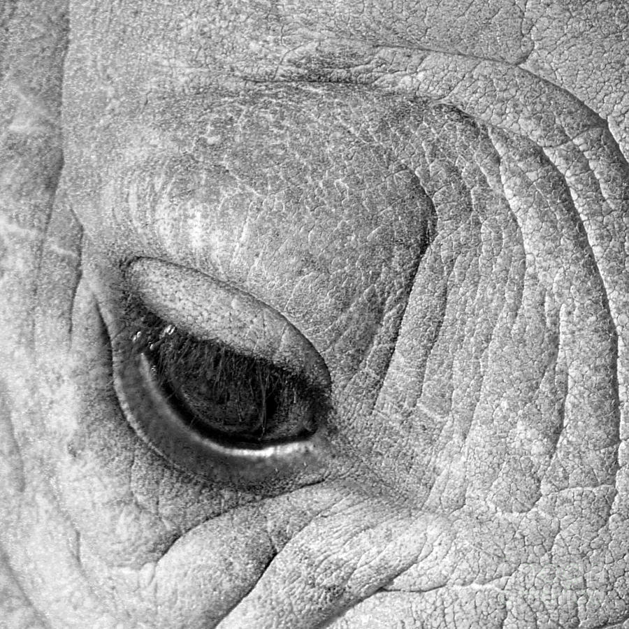 Eye of the Rhino Photograph by Terri Waters