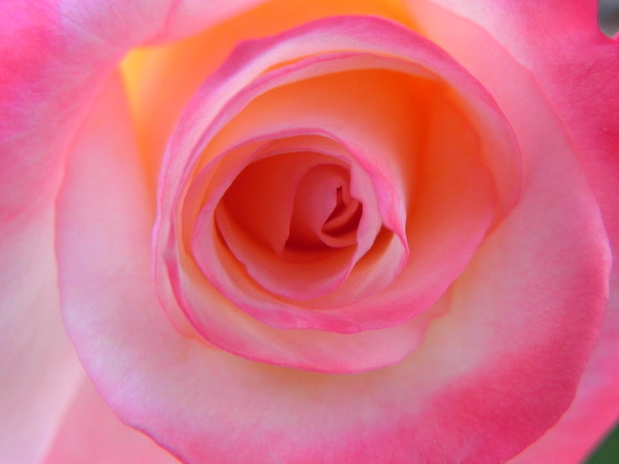 Eye of the Rose Photograph by Deb Halloran