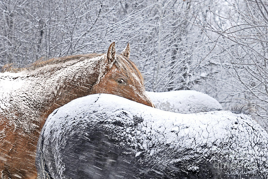 Horse Digital Art - Eye of the Storm by Judy Wood